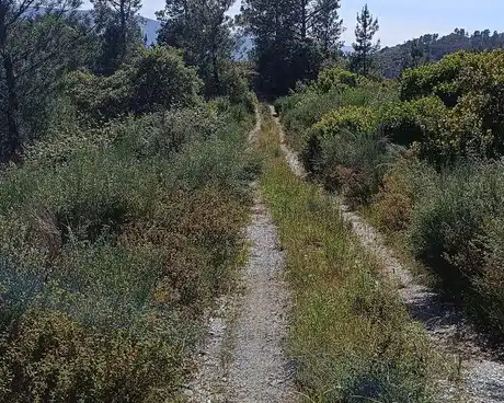 Camino forestal antes del desbroce