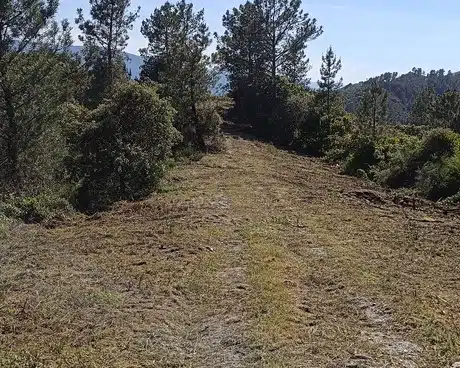 Camino forestal después del desbroce